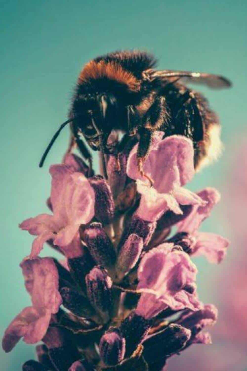 再生农业帮助蜜蜂在加州通过最美味的蜂蜜蜂蜜!# Regenerativeagriculture # goldencoastmead